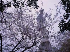 -武汉大学-樱园