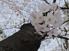 -鸡鸣寺