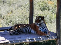 -新疆天山野生动物园