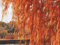 -贡湖湾湿地公园