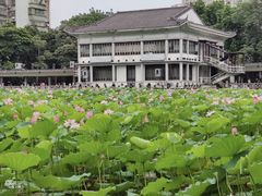 -荔湾湖公园