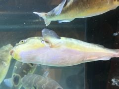-肆月河豚·淮扬菜·湘菜(华天店)