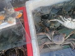 -何庄子阿米玛玛农产品批发市场