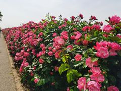 -上海滨江森林公园