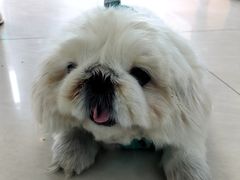 -美联众合动物医院·24h京西诊疗中心