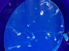 -海合安青岛极地海洋公园
