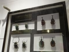 -上海昆虫博物馆