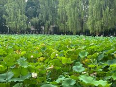 -四川大学(望江校区)