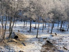 -沈阳森林动物园
