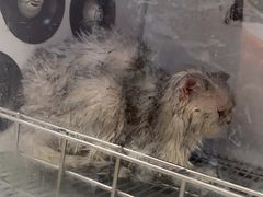 -瑞鹏宠物医院·爱宠堂·骨外专科(西荷分院)