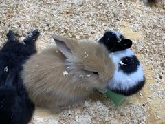 -龟与熊猫宠物公园(南坪店)