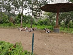 -大连森林动物园