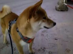 -宠福鑫康馨动物医院·骨科·眼科