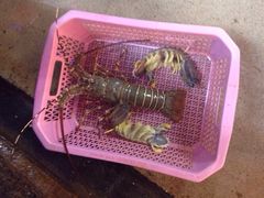 班赞生鲜市场-班赞海鲜市场