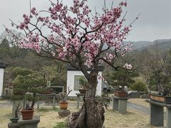 -杭州植物园