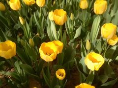 -洛阳郁金香牡丹园