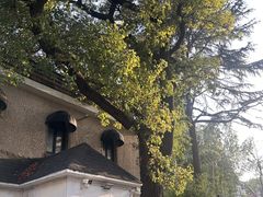 -叶叶菩提·晋福宫