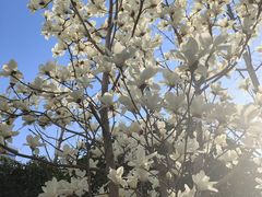 -浦江镇(地铁站)