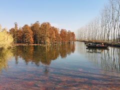 -池杉湖湿地公园