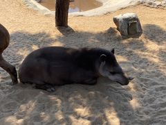 -西霞口神雕山野生动物世界