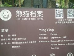 -都江堰中华大熊猫苑