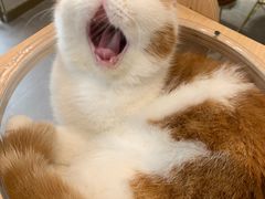 -飞行喵MR PILOT|猫舍·猫咖(静安大融城店)