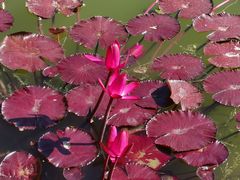 -国家植物园南园