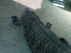 -泉州海丝野生动物世界