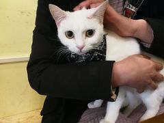 -猫色咖啡·猫咖