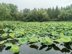 -昆山城市生态森林公园
