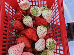 -大自然农场蔬菜草莓采摘园