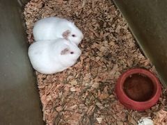 -上海大自然野生昆虫馆(东方明珠·爬宠昆虫探索中心)