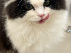 -共舞时光猫咖·狗咖(新街口店)
