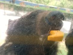 -栾川竹海野生动物园