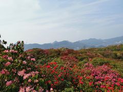 -贵州百里杜鹃风景名胜区