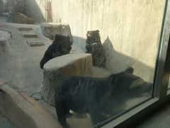 -东方熊牧场
