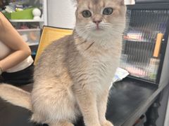 -琪喵猫屋·撸猫猫咖·猫舍