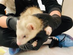 -浣熊柯尔鸭土拨鼠·电玩咖