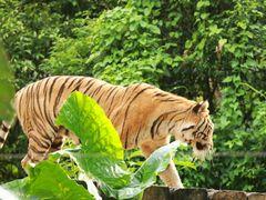 -广州长隆野生动物世界