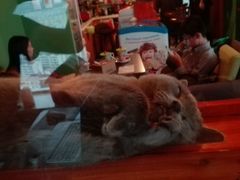 -喵店&猫咖