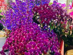 -溪岸路花鸟市场