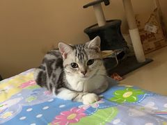 -猫十亿·布偶金渐层·曼基康矮脚猫舍(青年路店)