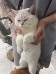 -镁连社·美联社
