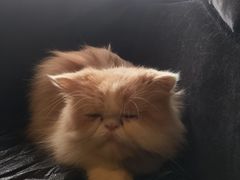 -more than meow吴止猫主题餐厅(承德 中船汇店)