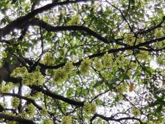 -火炉山森林公园