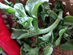 冰菜-庭苑美食中心·陈皮烧鹅·海鲜(台山店)