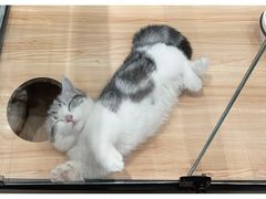 -袖虎·猫馆(体育西路店)