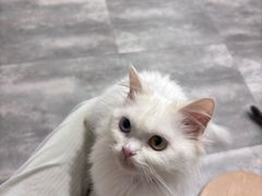 -楼上猫咖(罗湖店)