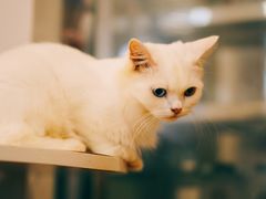 -楼上猫咖(罗湖店)