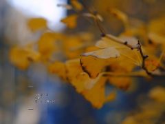 -腾爱熊猫咖啡生活馆(老东门店)